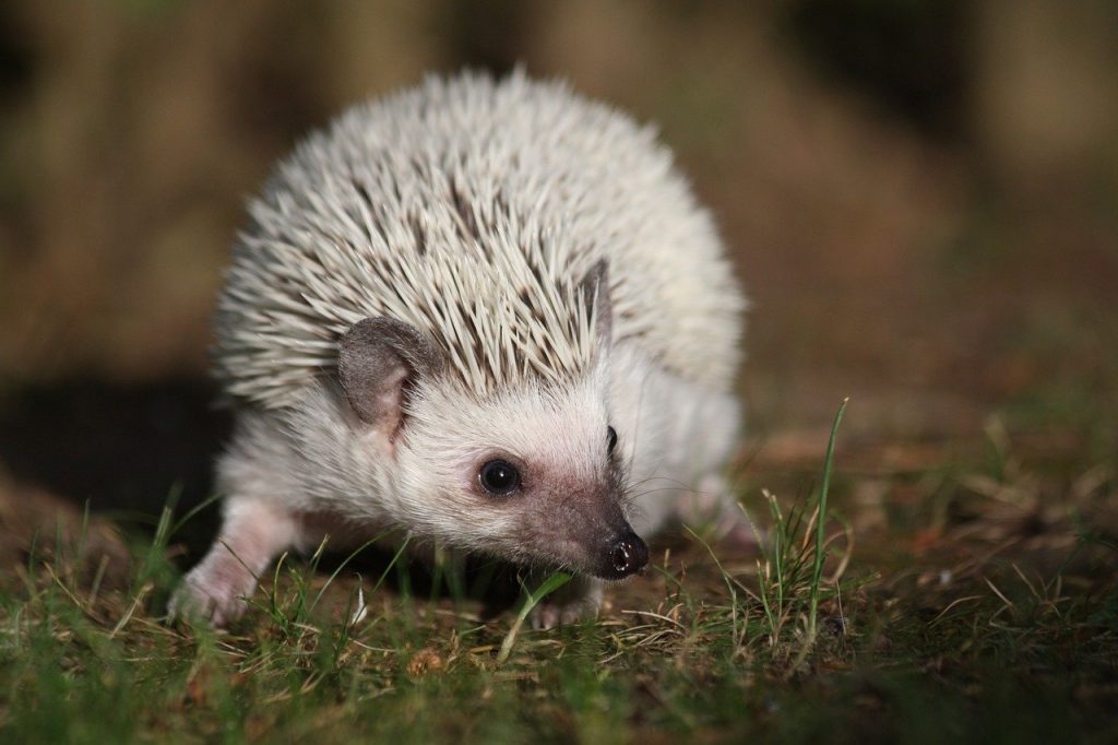 ハリネズミ　動物