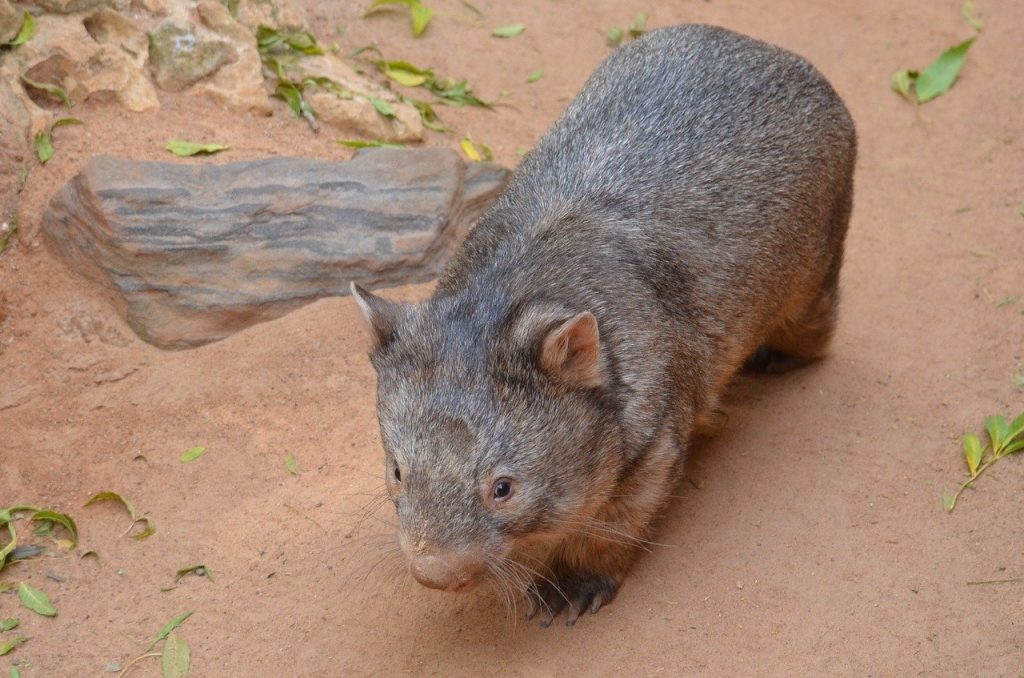 ウォンバット　オーストラリア　動物