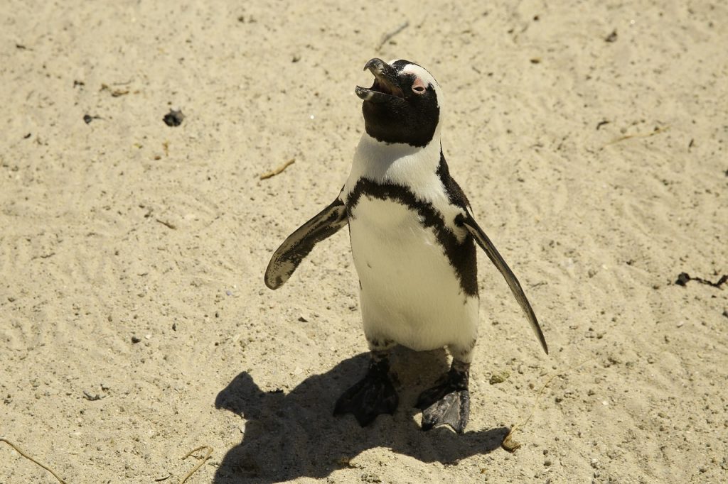 ペンギン　動物