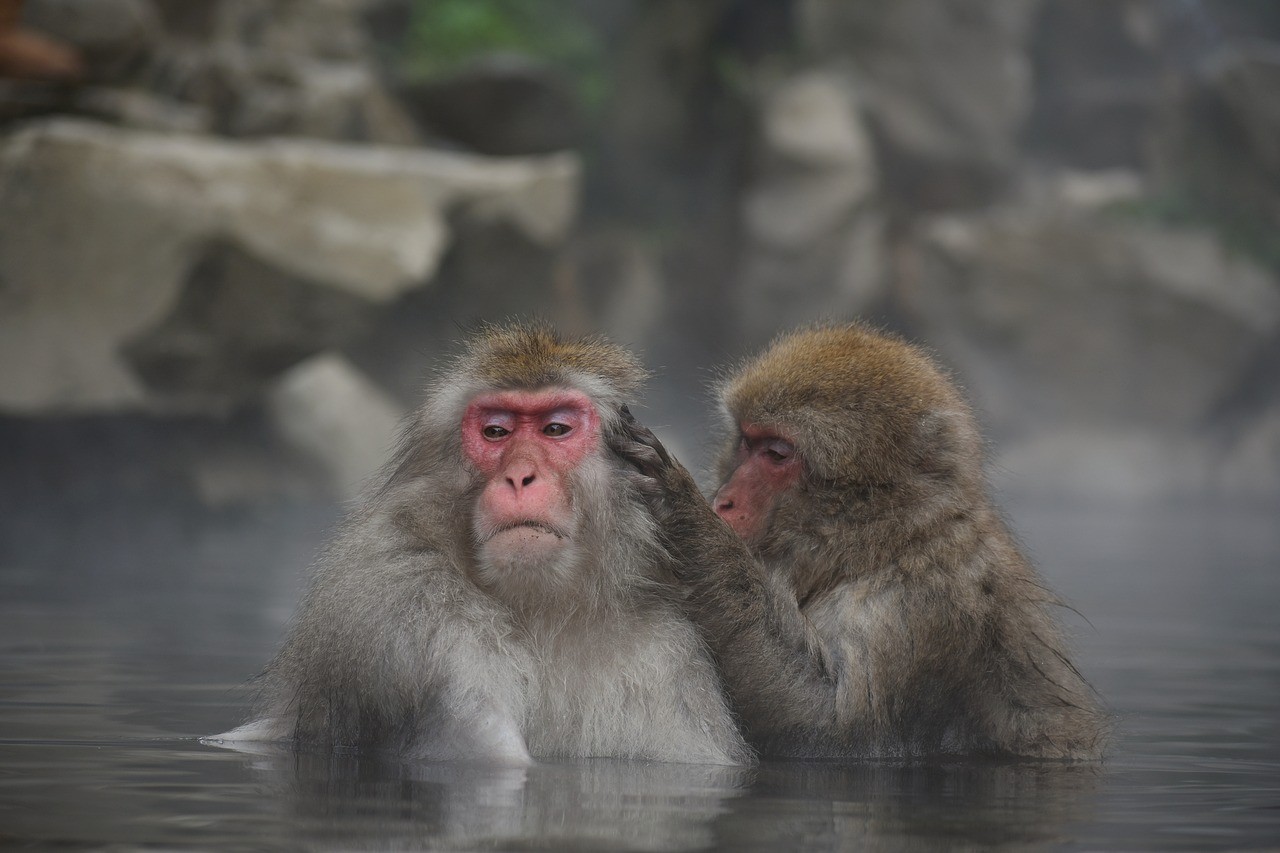 サル　動物　温泉　お風呂