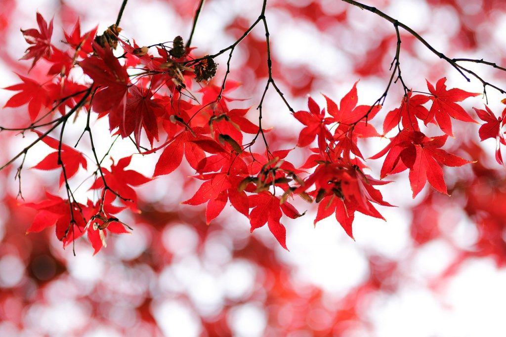 紅葉　風景　自然