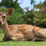 奈良　しか　動物