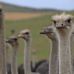 ダチョウ　風景　自然　動物