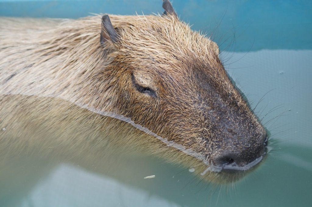 カピバラ　動物