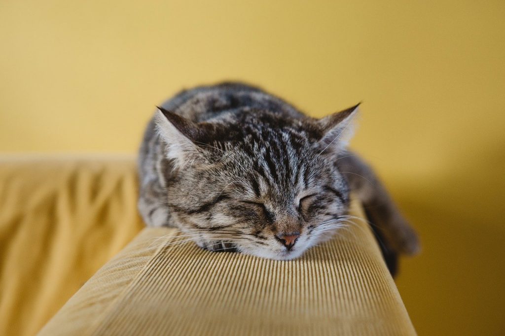 ねこ　動物