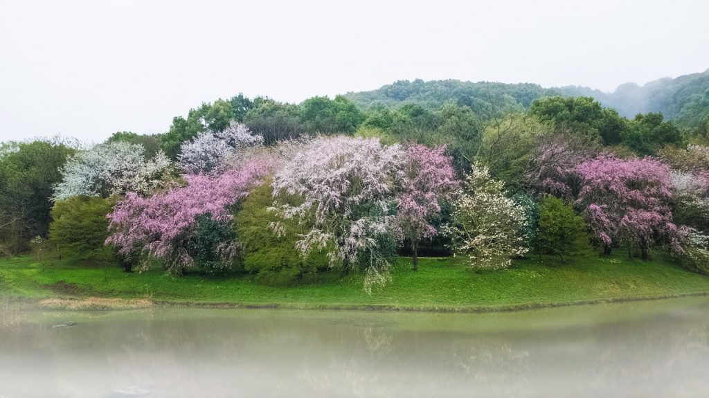 さくら　風景　植物　