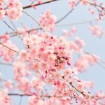 さくら　風景　植物　