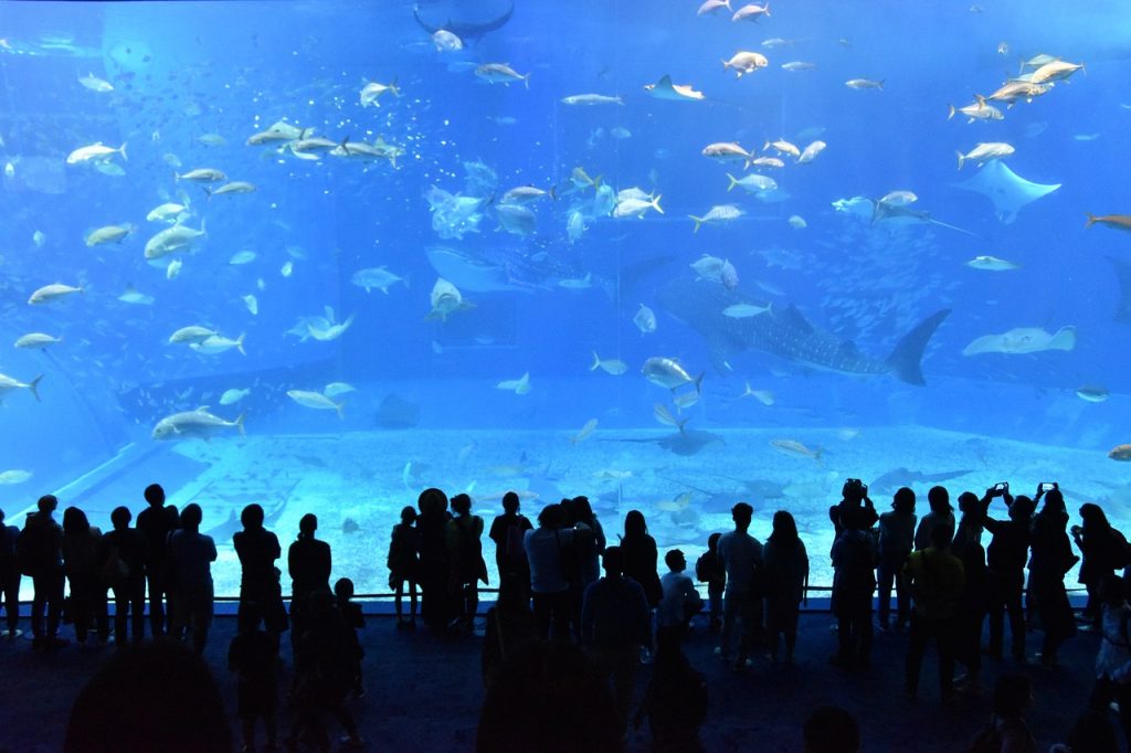 水族館　動物