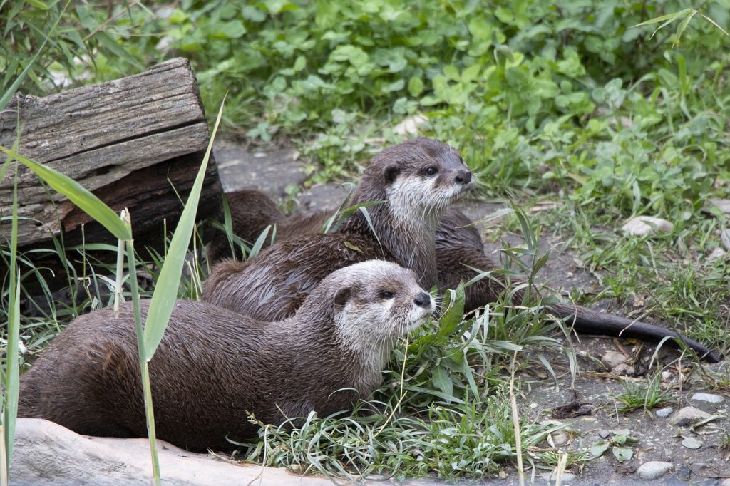 カワウソ　動物