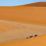 世界遺産　ナミブ砂漠