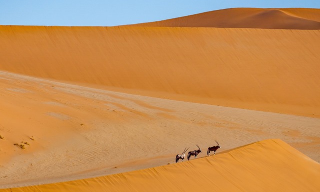 世界遺産　ナミブ砂漠