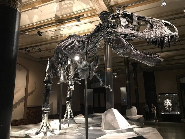 博物館　恐竜