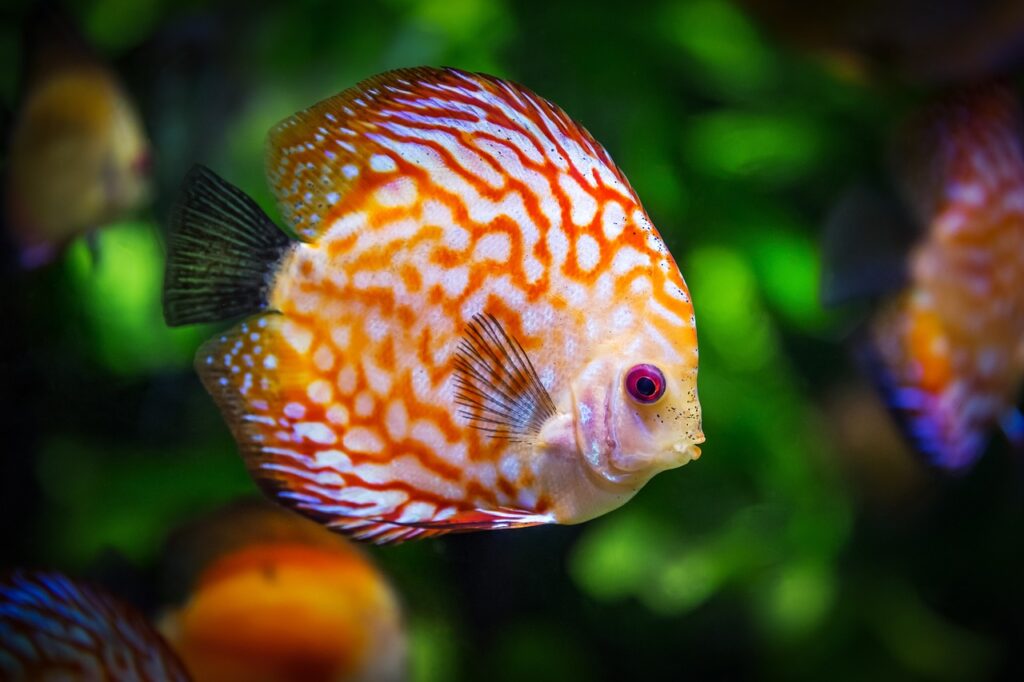 水族館　動物