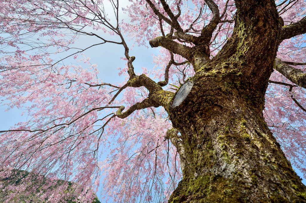 さくら　風景　植物　