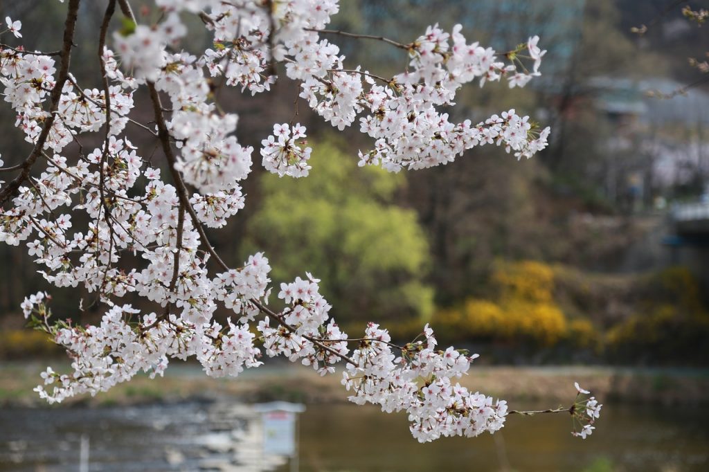 さくら　風景　植物　