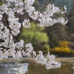 さくら　風景　植物　