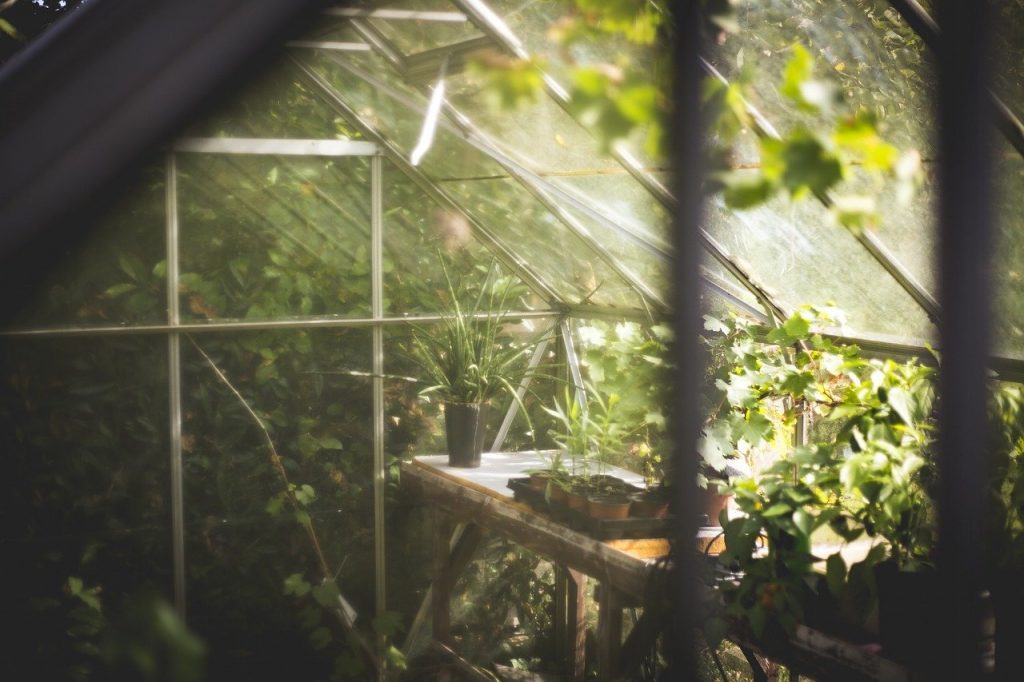 植物　温室　風景　ショップ