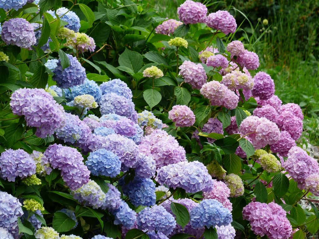 紫陽花　植物　自然　風景