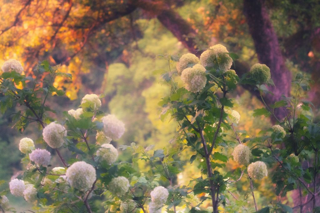 紫陽花　植物　自然　風景