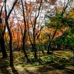 風景　庭園　自然　紅葉