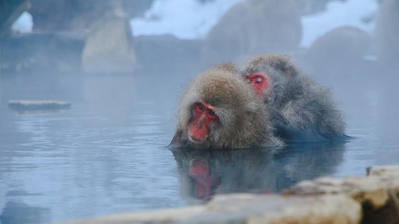サル　動物　温泉　お風呂