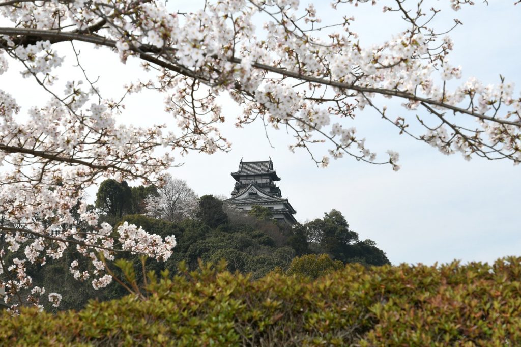 お城　さくら　風景　植物