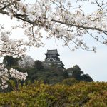 お城　さくら　風景　植物