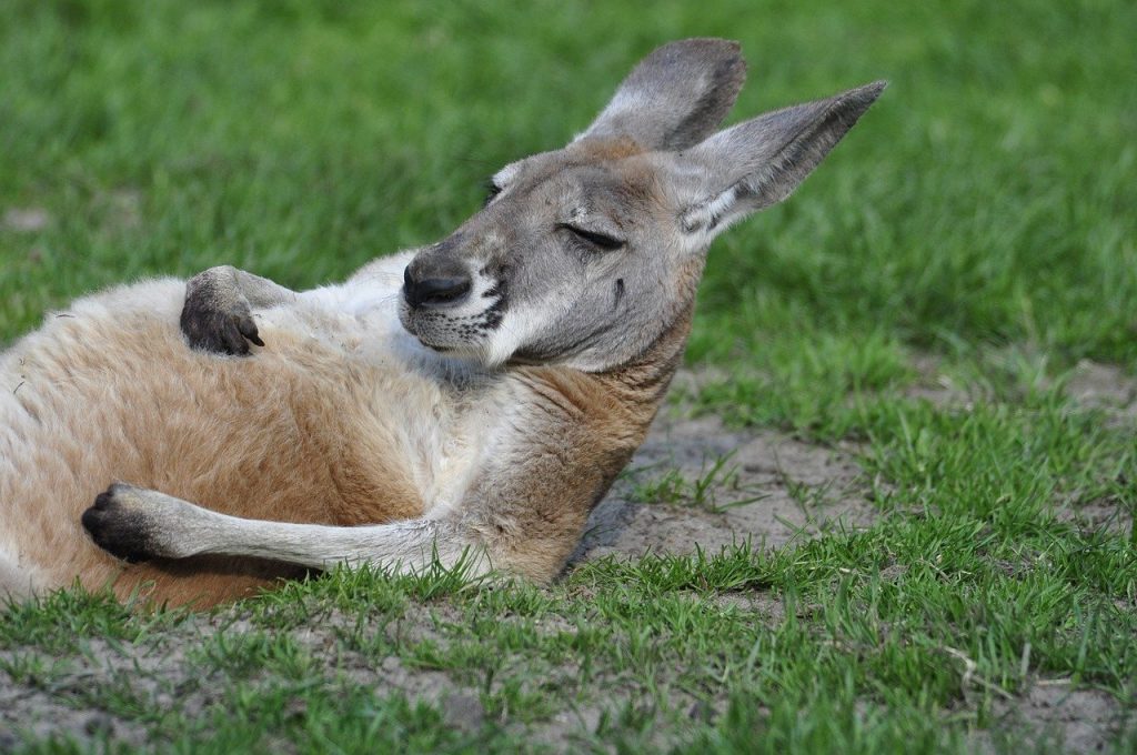 動物　カンガルー　自然