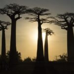 世界遺産　マダガスカル　アフリカ