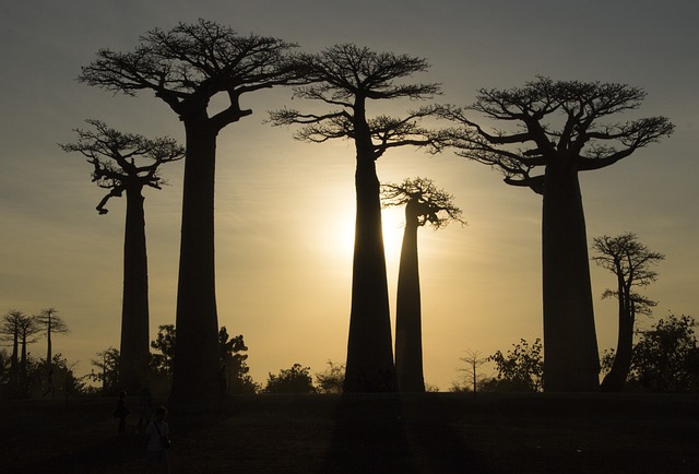 世界遺産　マダガスカル　アフリカ