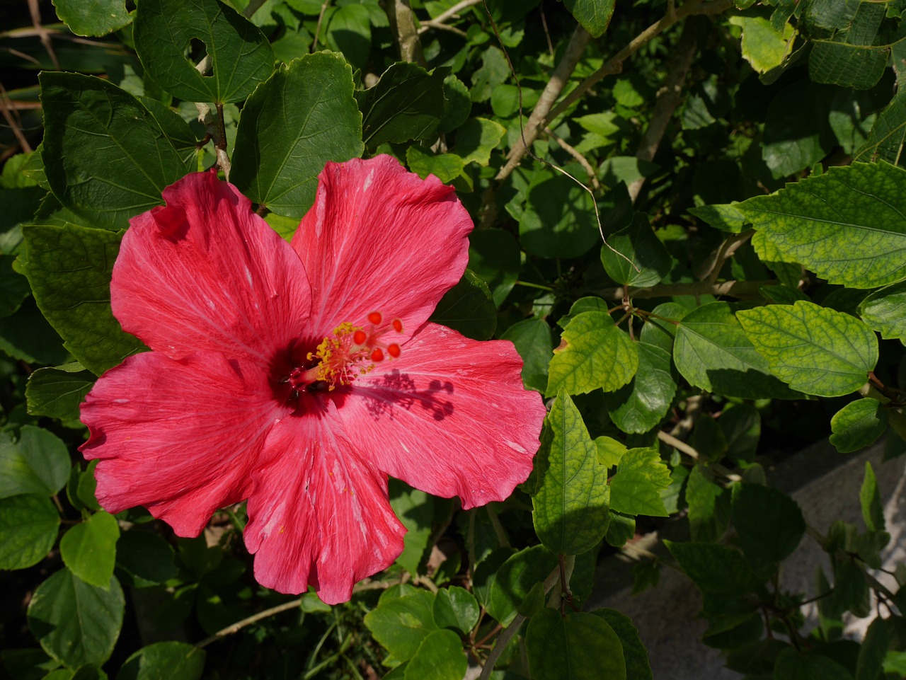 沖縄　イメージ　植物