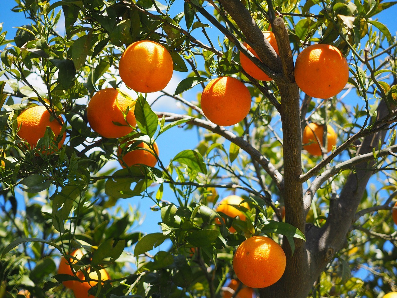 みかん　オレンジ　果物