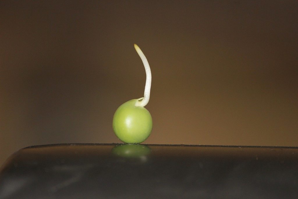 もやし　野菜　発芽