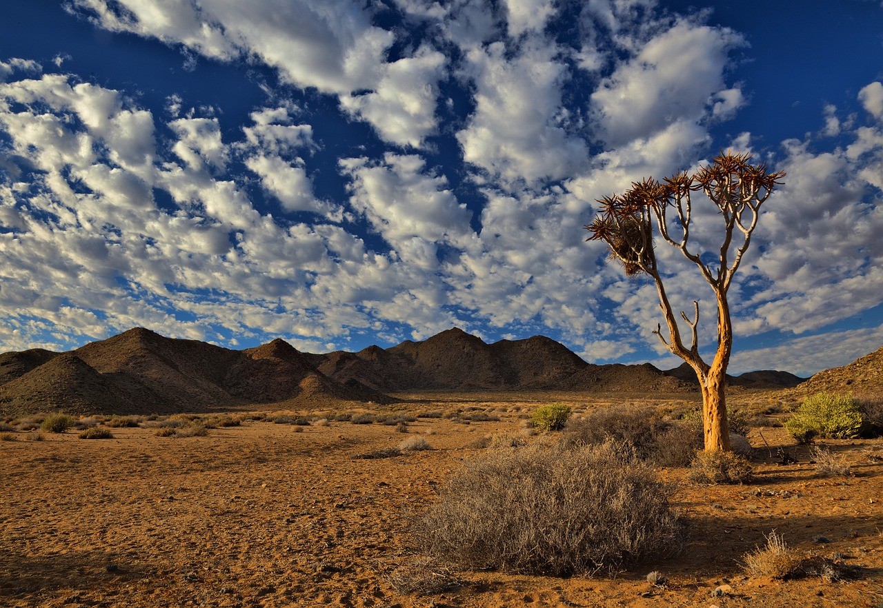 サバンナ　砂漠　風景　自然