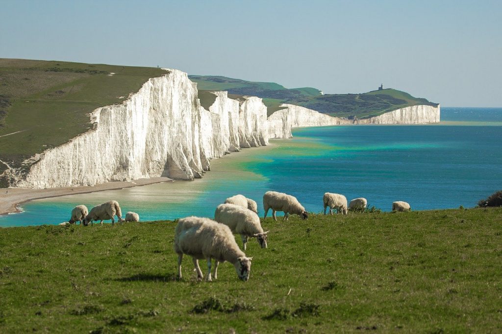 イギリス　自然　風景　動物　ひつじ