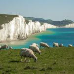 イギリス　自然　風景　動物　ひつじ