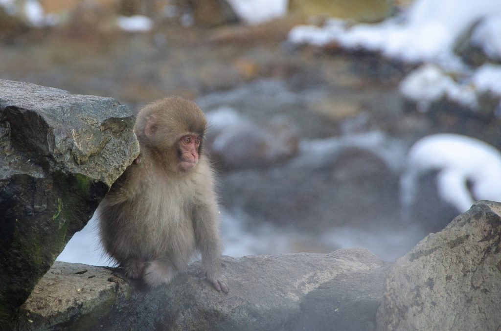 サル　動物　温泉