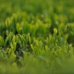 ドリンク　お茶