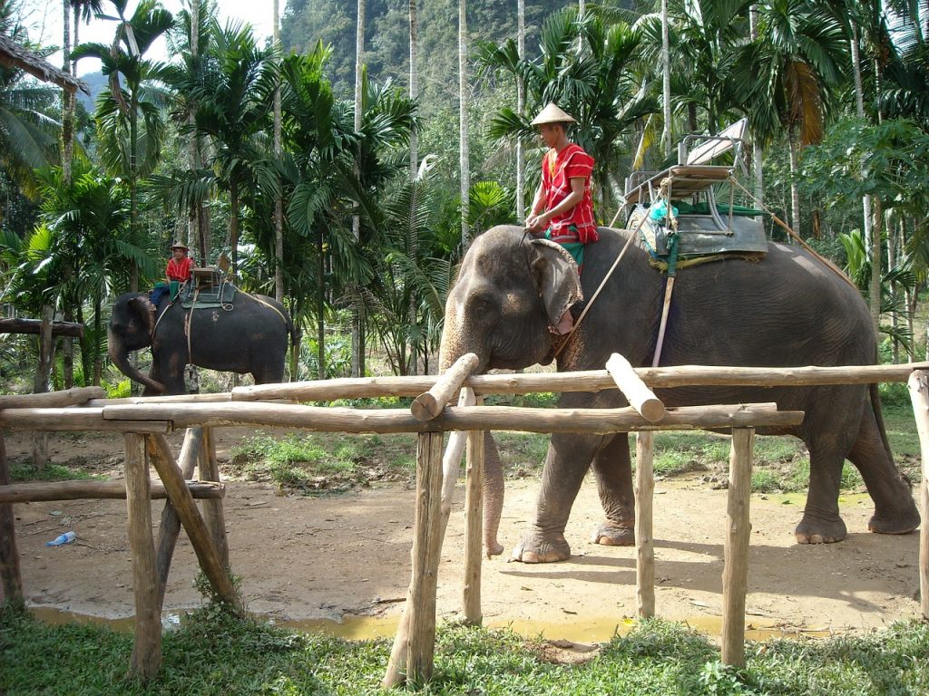 ぞう　動物　インドネシア