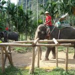 ぞう　動物　インドネシア