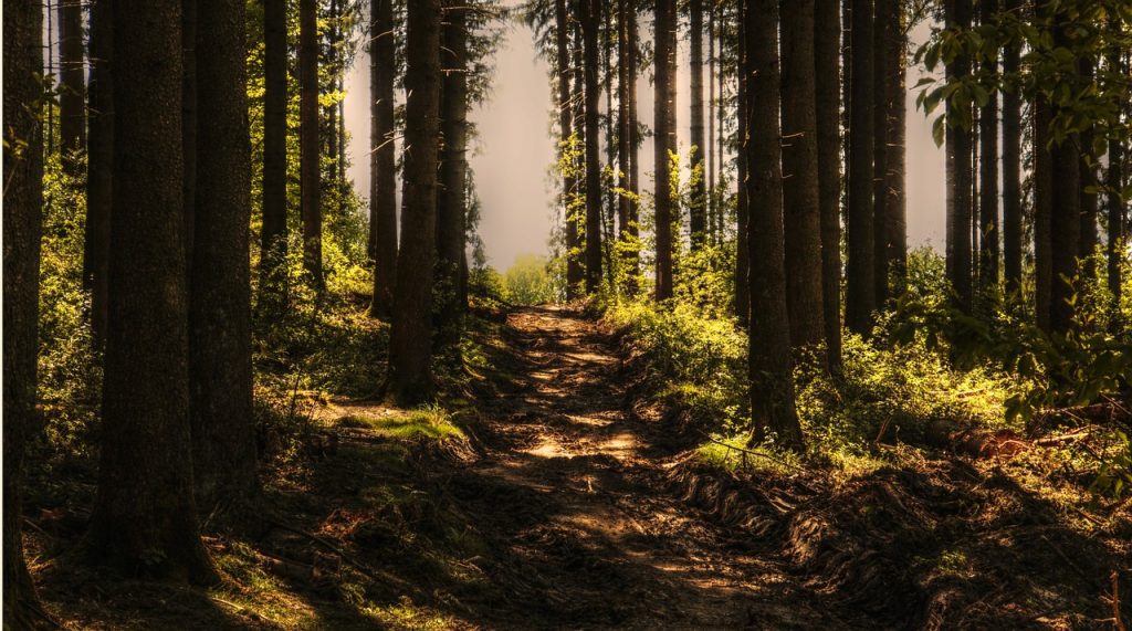 山道　自然　風景