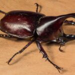 カブトムシ　くわがた