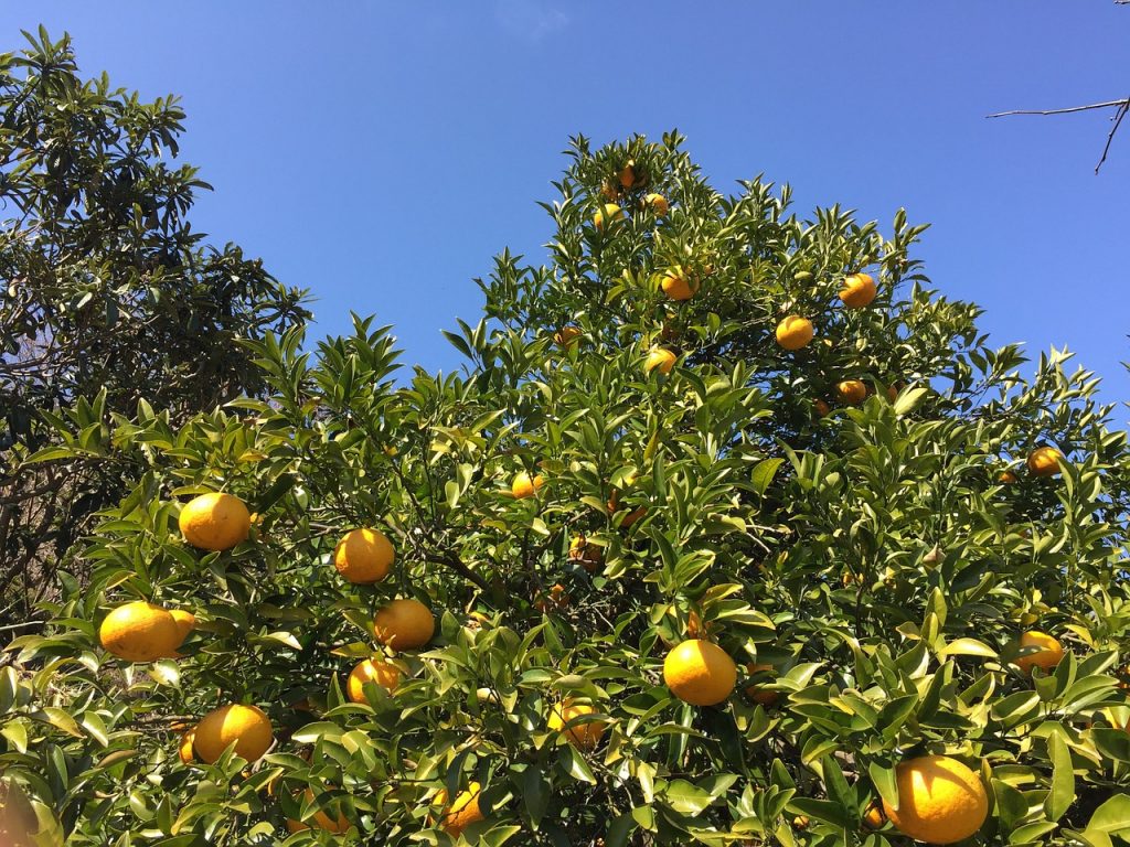 みかん　オレンジ　果物