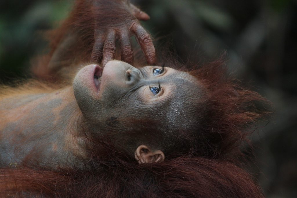 サル　動物